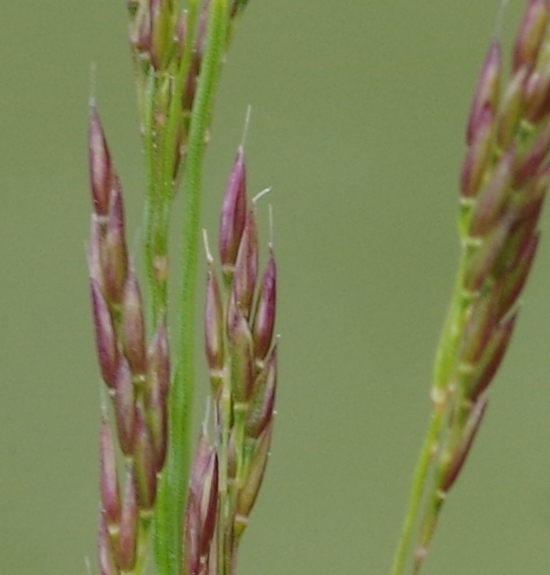 Pflanzenbild gross Berg-Reitgras - Calamagrostis varia