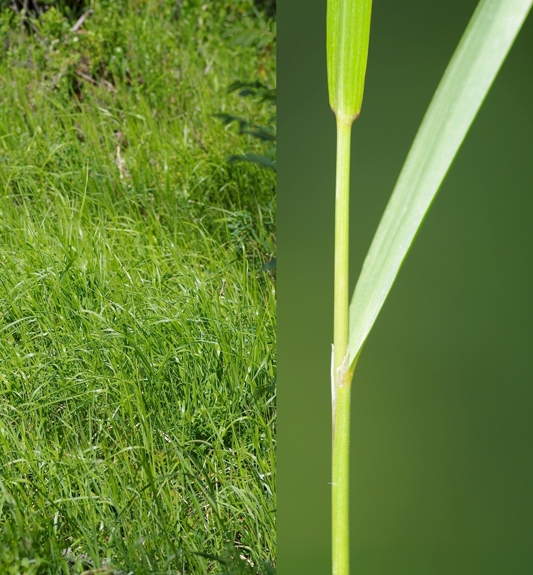 Pflanzenbild gross Berg-Reitgras - Calamagrostis varia