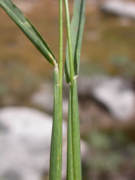 Pflanzenbild gross Alpen-Lieschgras - Phleum alpinum aggr.