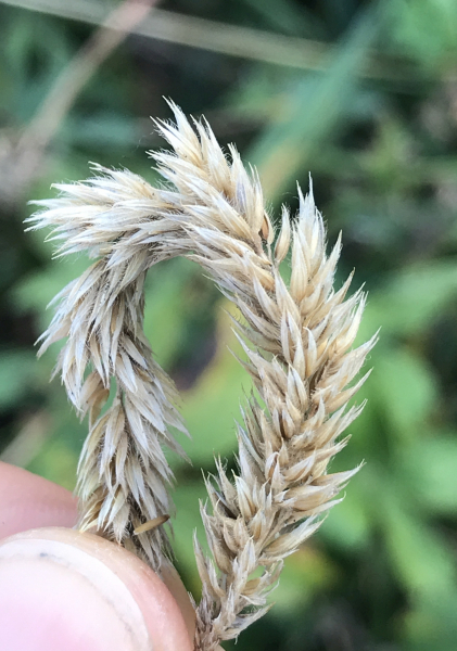 Pflanzenbild gross Behaartes Lieschgras - Phleum hirsutum