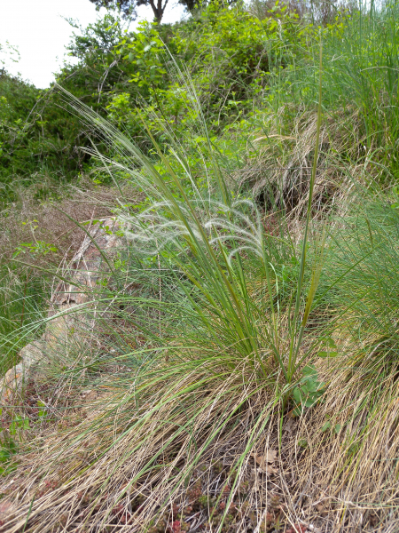 Pflanzenbild gross Federgras - Stipa pennata aggr.