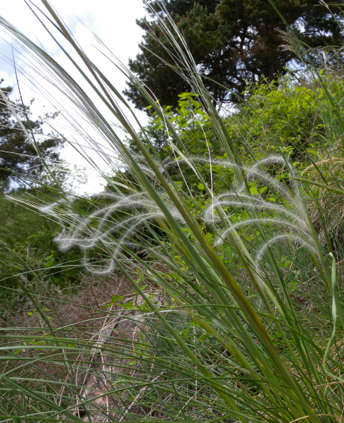 Pflanzenbild gross Federgras - Stipa pennata aggr.