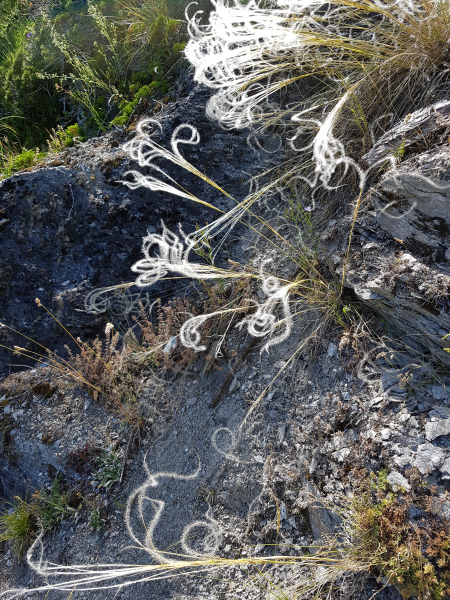 Pflanzenbild gross Federgras - Stipa pennata aggr.