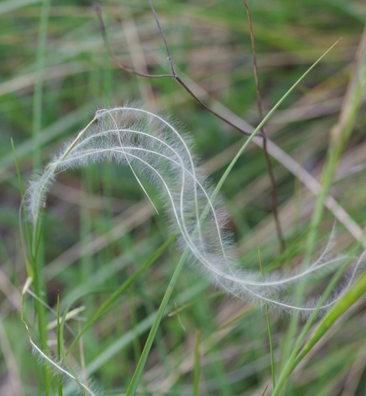 Pflanzenbild gross Federgras - Stipa pennata aggr.