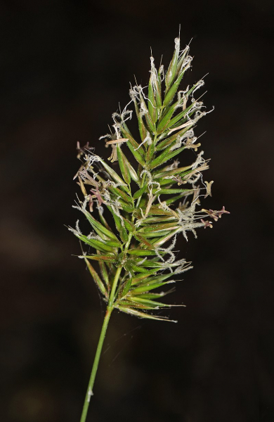 Pflanzenbild gross Duftendes Ruchgras - Anthoxanthum odoratum