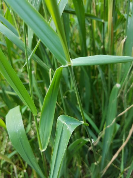 Pflanzenbild gross Rohr-Glanzgras - Phalaris arundinacea