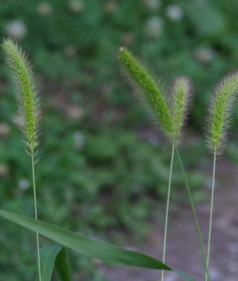 Pflanzenbild gross Grüne Borstenhirse - Setaria viridis