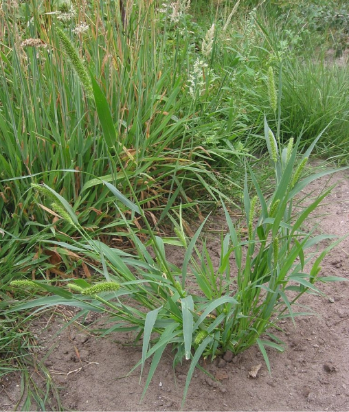 Pflanzenbild gross Grüne Borstenhirse - Setaria viridis