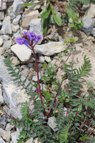 Pflanzenbild gross Berg-Spitzkiel - Oxytropis jacquinii