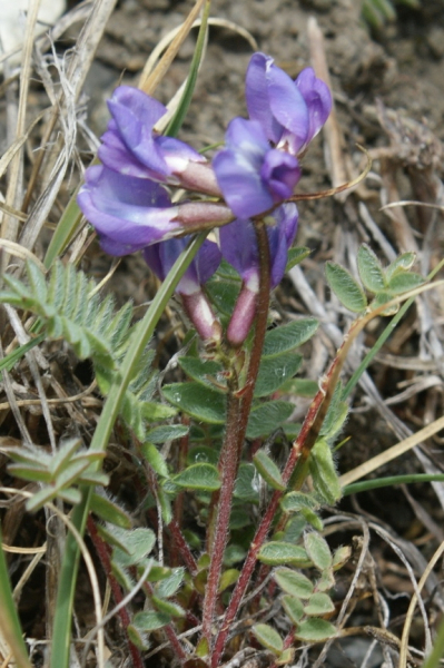 Pflanzenbild gross Berg-Spitzkiel - Oxytropis jacquinii