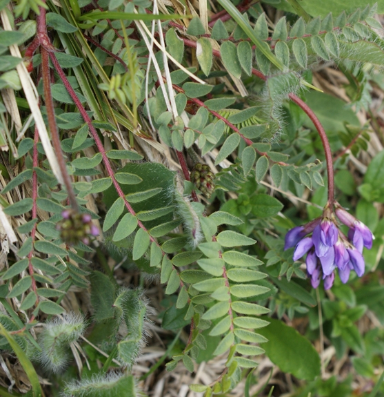 Pflanzenbild gross Berg-Spitzkiel - Oxytropis jacquinii