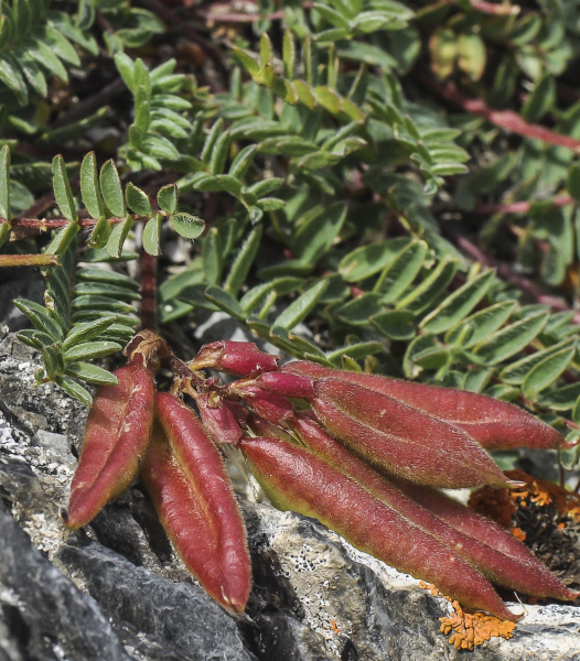 Pflanzenbild gross Berg-Spitzkiel - Oxytropis jacquinii