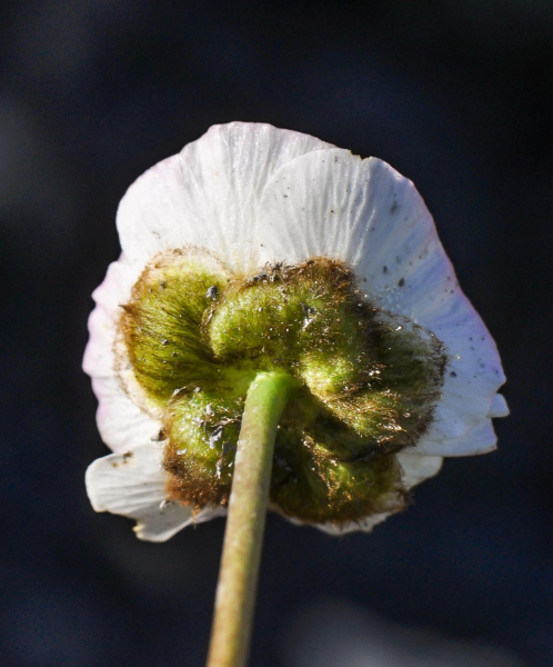 Pflanzenbild gross Gletscher-Hahnenfuss - Ranunculus glacialis