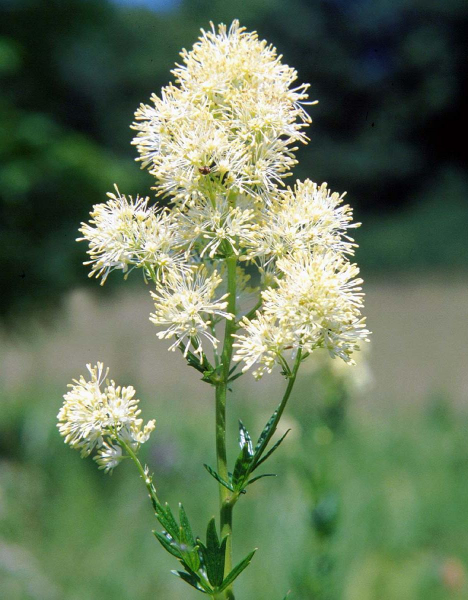 Pflanzenbild gross Gelbe Wiesenraute - Thalictrum flavum