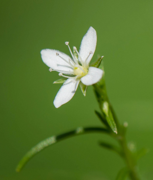 Pflanzenbild gross Moos-Nabelmiere - Moehringia muscosa