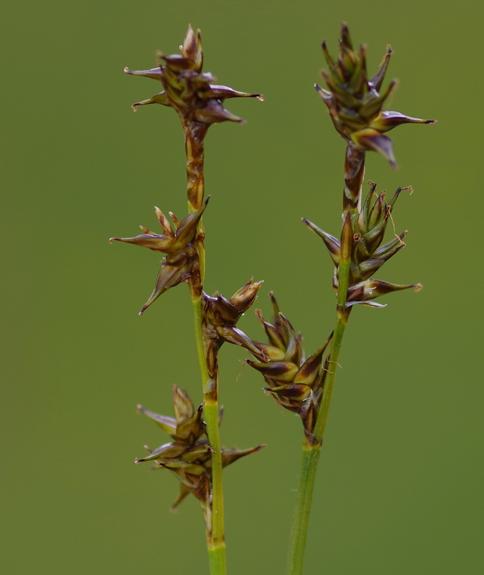 Pflanzenbild gross Igelfrüchtige Segge - Carex echinata
