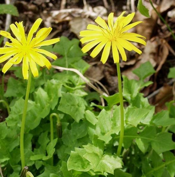 Pflanzenbild gross Hainlattich - Aposeris foetida
