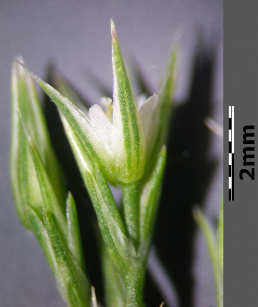 Pflanzenbild gross Büschelige Miere - Minuartia rubra
