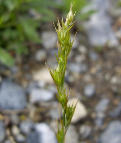 Pflanzenbild gross Büschelige Miere - Minuartia rubra
