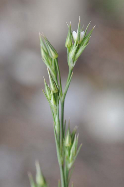 Pflanzenbild gross Büschelige Miere - Minuartia rubra