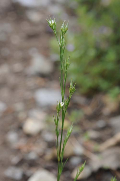 Pflanzenbild gross Büschelige Miere - Minuartia rubra