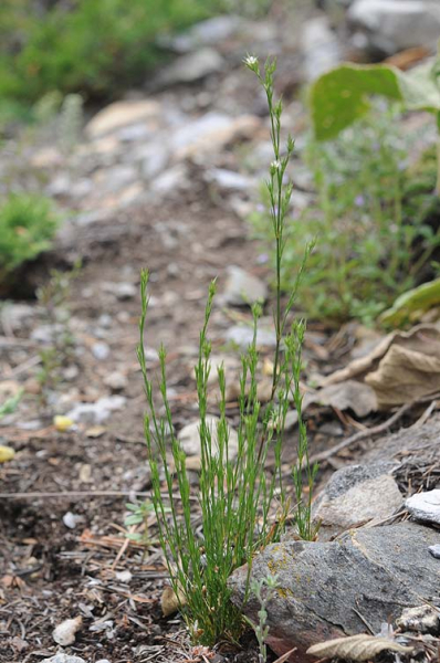 Pflanzenbild gross Büschelige Miere - Minuartia rubra
