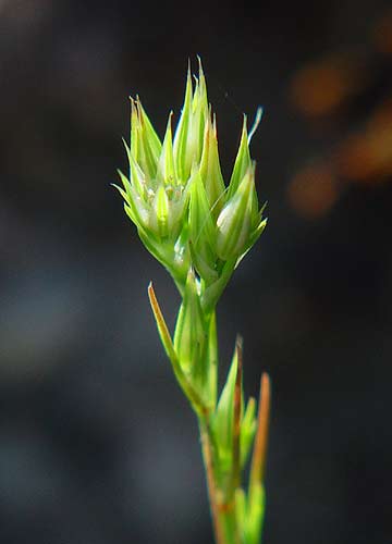 Pflanzenbild gross Büschelige Miere - Minuartia rubra
