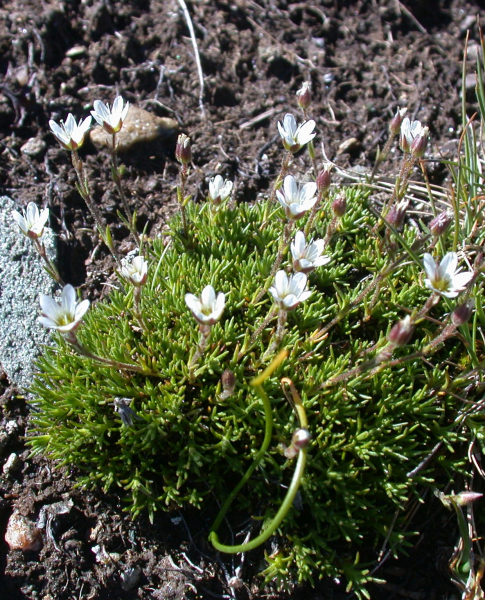 Pflanzenbild gross Krummblättrige Miere - Minuartia recurva