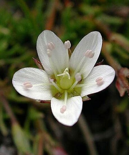 Pflanzenbild gross Krummblättrige Miere - Minuartia recurva