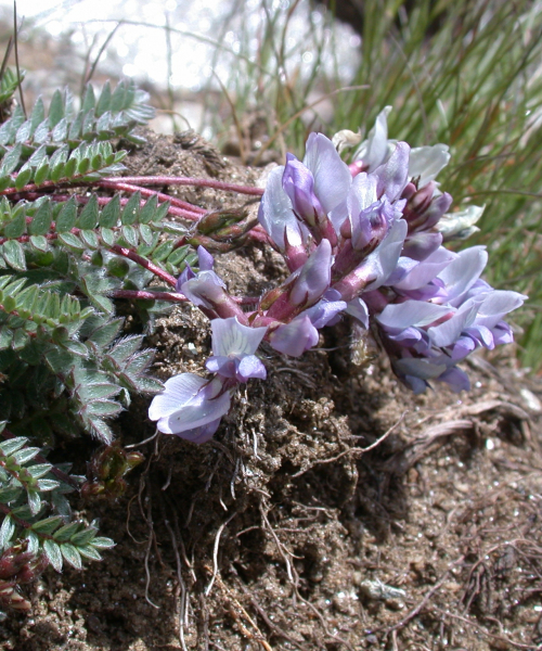 Pflanzenbild gross Schweizer Spitzkiel - Oxytropis helvetica
