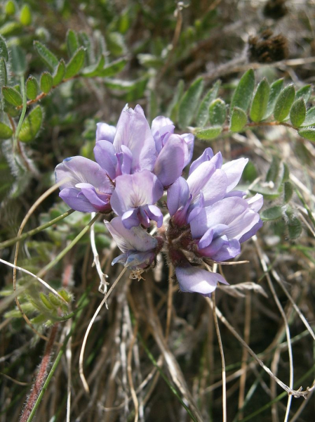 Pflanzenbild gross Schweizer Spitzkiel - Oxytropis helvetica
