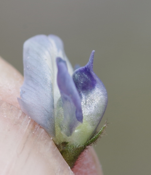 Pflanzenbild gross Schweizer Spitzkiel - Oxytropis helvetica