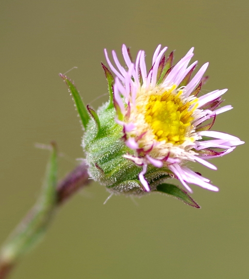 Pflanzenbild gross Verkanntes Berufkraut - Erigeron neglectus
