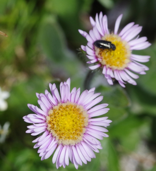 Pflanzenbild gross Verkanntes Berufkraut - Erigeron neglectus