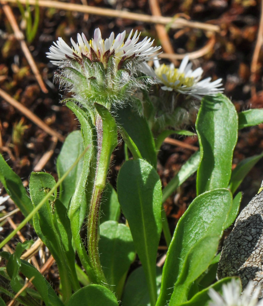 Pflanzenbild gross Verkanntes Berufkraut - Erigeron neglectus