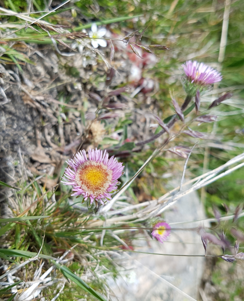 Pflanzenbild gross Verkanntes Berufkraut - Erigeron neglectus