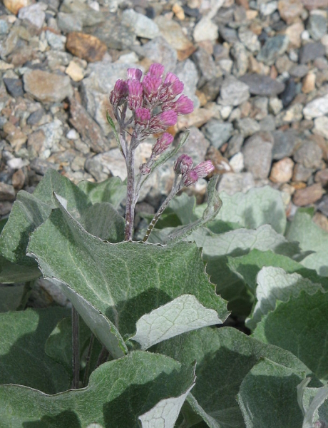 Pflanzenbild gross Filziger Alpendost - Adenostyles leucophylla