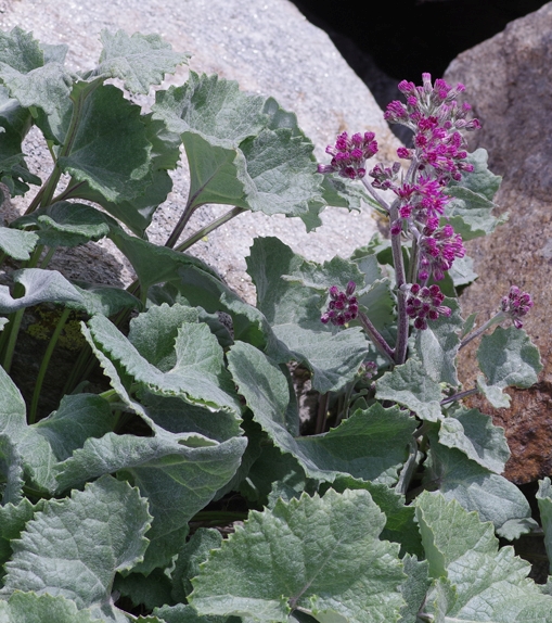 Pflanzenbild gross Filziger Alpendost - Adenostyles leucophylla
