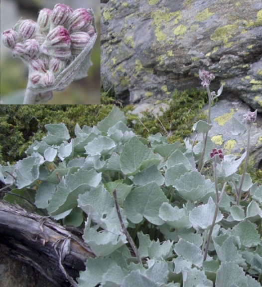Pflanzenbild gross Filziger Alpendost - Adenostyles leucophylla