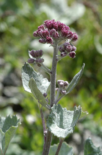 Pflanzenbild gross Filziger Alpendost - Adenostyles leucophylla