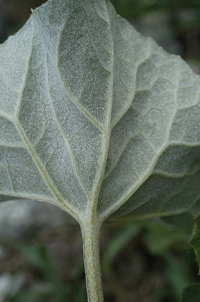 Pflanzenbild gross Filziger Alpendost - Adenostyles leucophylla
