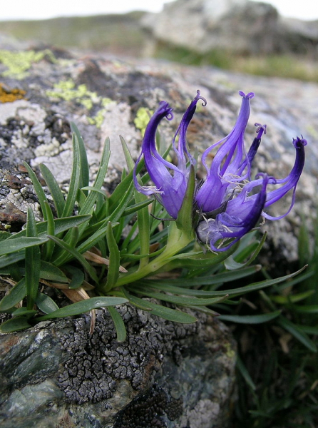 Pflanzenbild gross Niedrige Rapunzel - Phyteuma humile