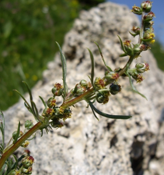 Pflanzenbild gross Nordischer Beifuss - Artemisia borealis