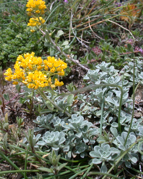 Pflanzenbild gross Alpen-Steinkraut - Alyssum alpestre