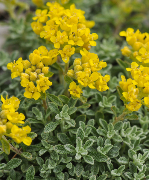 Pflanzenbild gross Alpen-Steinkraut - Alyssum alpestre