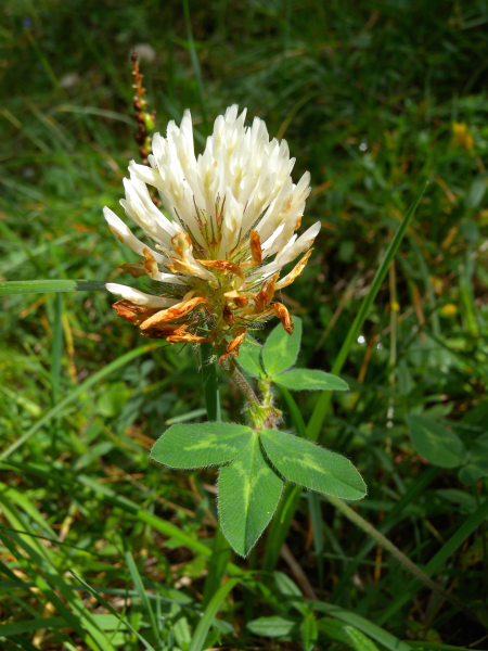 Pflanzenbild gross Schnee-Rot-Klee - Trifolium pratense subsp. nivale