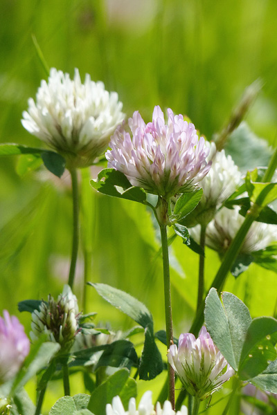Pflanzenbild gross Schnee-Rot-Klee - Trifolium pratense subsp. nivale
