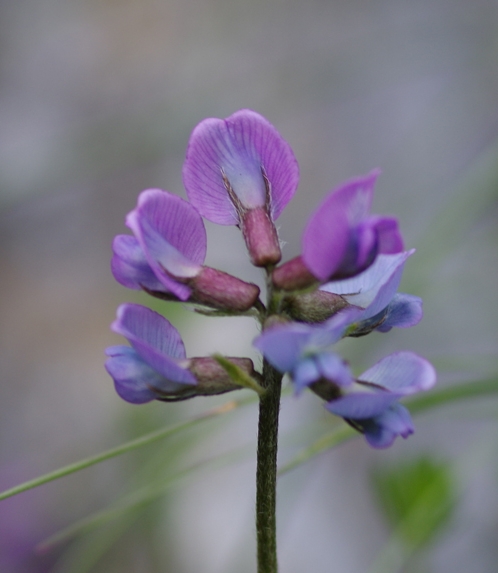 Pflanzenbild gross Lappländer Spitzkiel - Oxytropis lapponica
