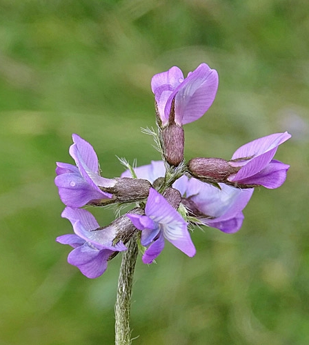 Pflanzenbild gross Lappländer Spitzkiel - Oxytropis lapponica