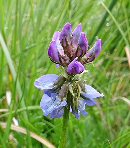 Pflanzenbild gross Lappländer Spitzkiel - Oxytropis lapponica